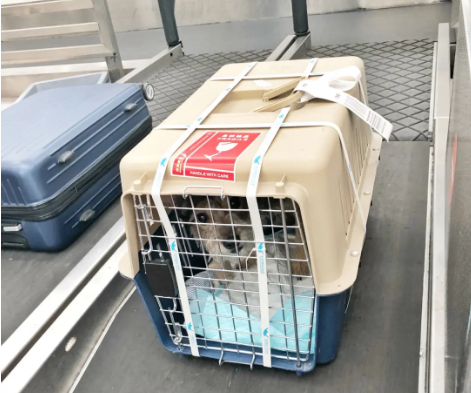 梧州宠物托运 宠物托运公司 机场宠物托运 宠物空运